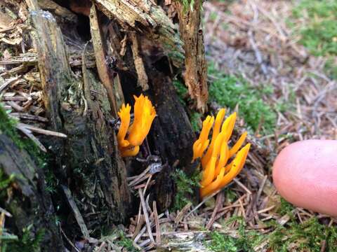 Image of Calocera viscosa (Pers.) Fr. 1821