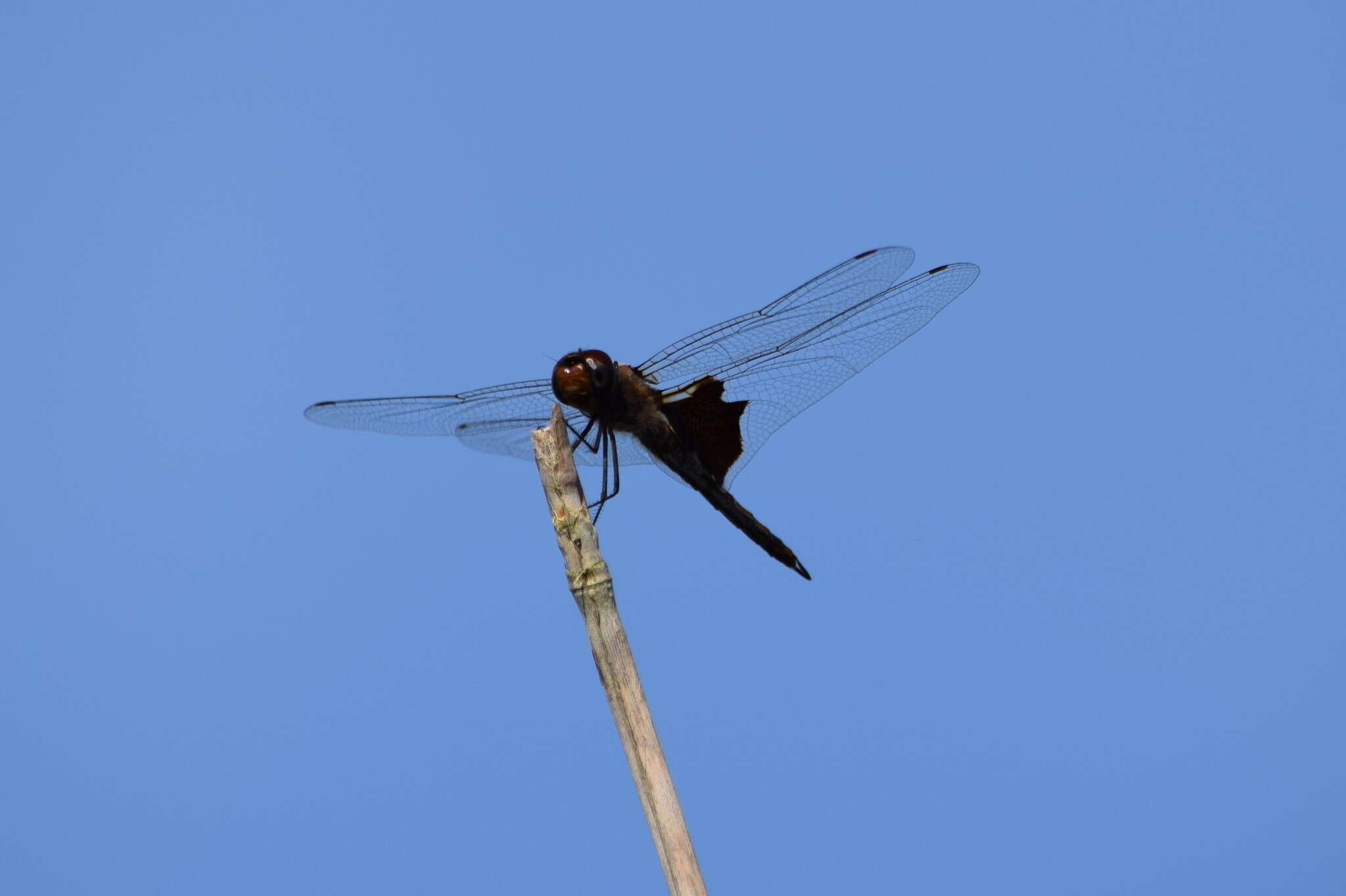 Tramea carolina (Linnaeus 1763) resmi