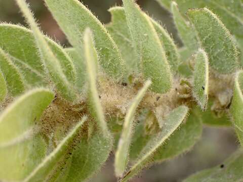 Image of Montara manzanita