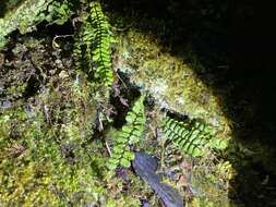 Image de Asplenium tripteropus Nakai