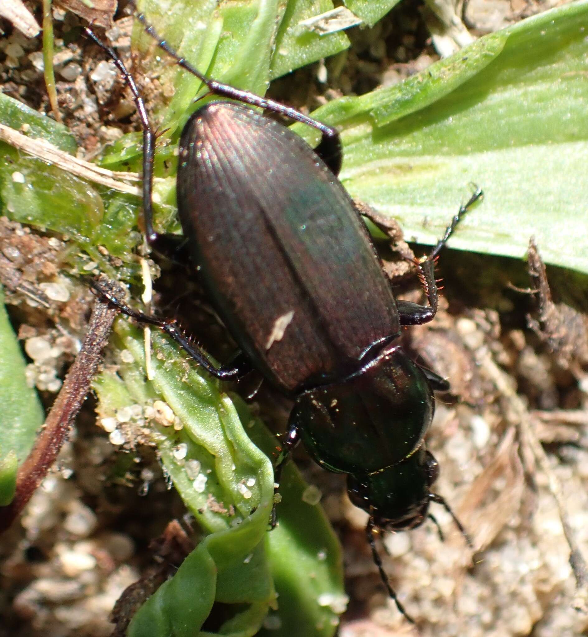 Image of Poecilus (Poecilus) lepidus (Leske 1785)