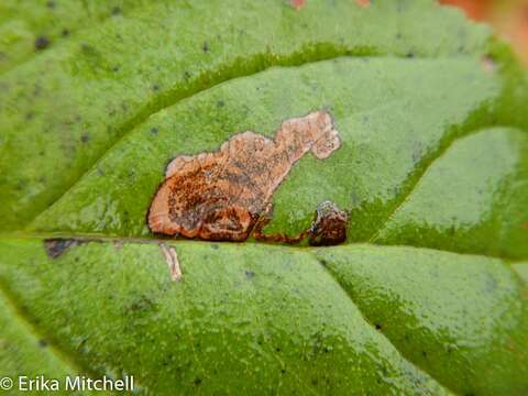 Image of Stigmella rhamnicola (Braun 1916) Newton et al. 1982