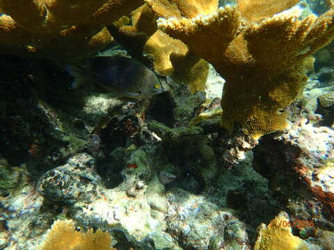 Image of Threespot Damselfish