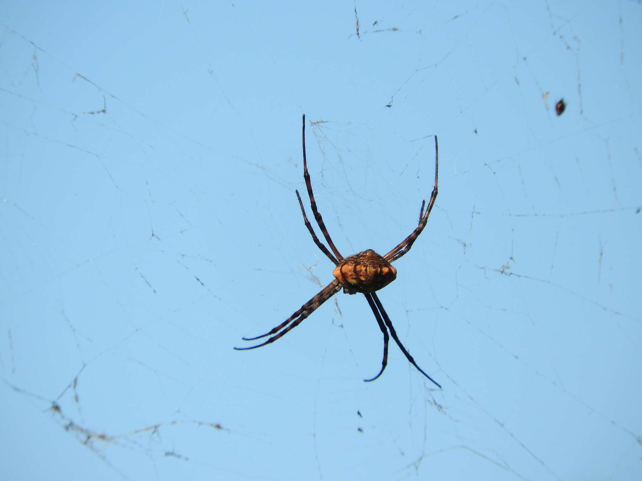 Image of Argiope lobata (Pallas 1772)