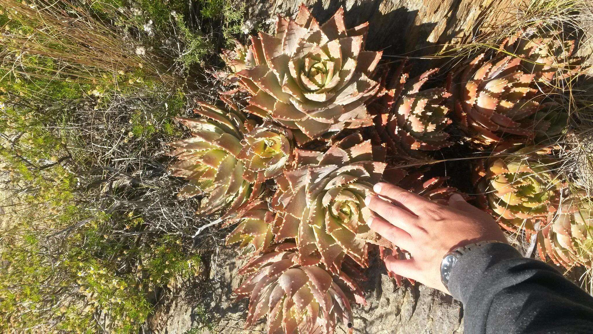 Image of Aloe brevifolia var. depressa (Haw.) Baker