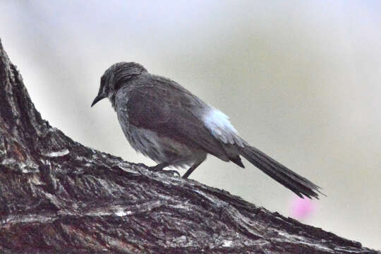 Image of Hartlaub's Babbler