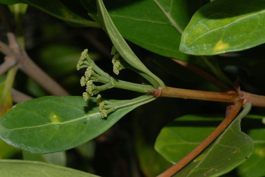 Image of Coptosperma