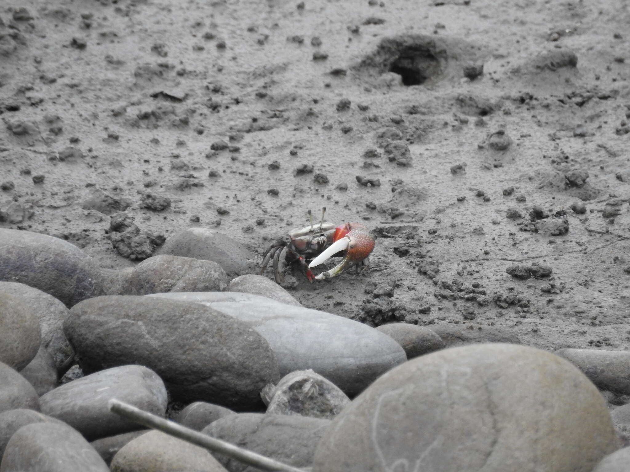 Image of Fiddler Crab