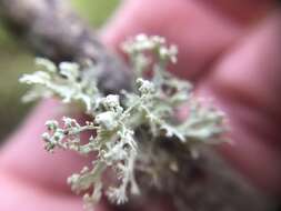 Imagem de Ramalina pollinaria (Westr.) Ach.