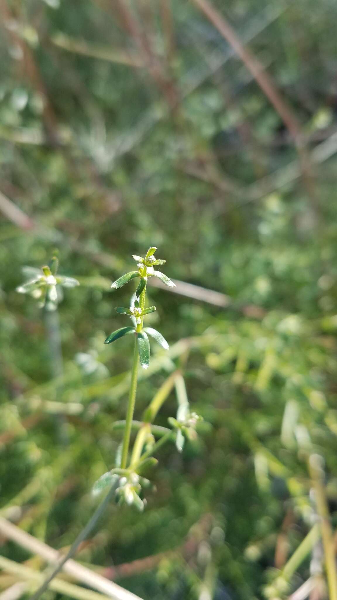 Image of graceful bedstraw