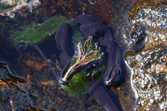 Image of bootlace worm