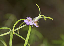 Image of Westringia eremicola A. Cunn. ex Benth.