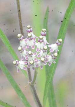 Image of longleaf milkweed