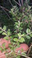 Image of Cotoneaster integrifolius (Roxb.) Klotz