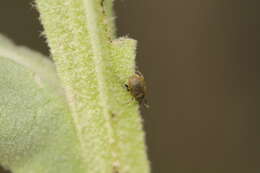 Image of Weevil