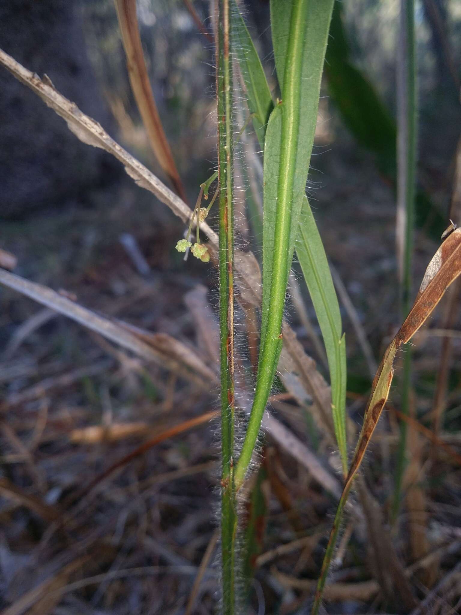 Plancia ëd Acacia willdenowiana H. L. Wendl.