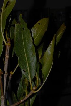 Image of Gland-leaf tree