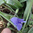 Image de Tradescantia humilis Rose