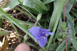 Image of diffuse spiderwort