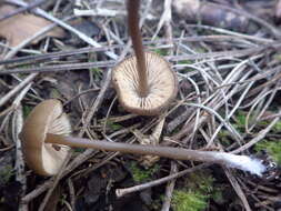 Image of Entoloma hebes (Romagn.) Trimbach 1981