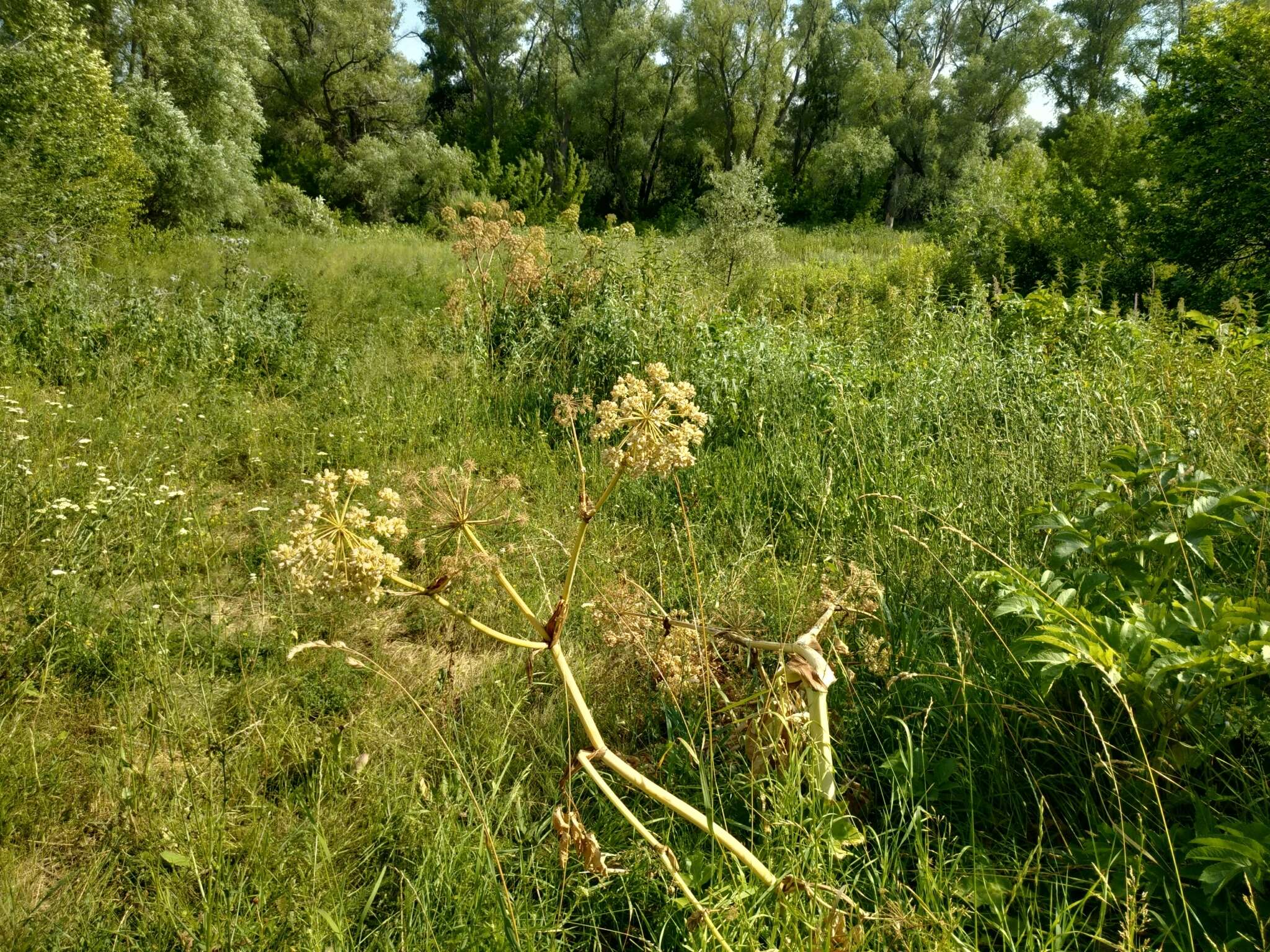 Angelica decurrens (Ledeb.) B. Fedtsch. resmi