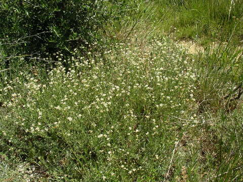 Image de Dorycnium pentaphyllum subsp. germanicum (Gremli) Gams