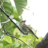 Image of Brown-streaked Flycatcher