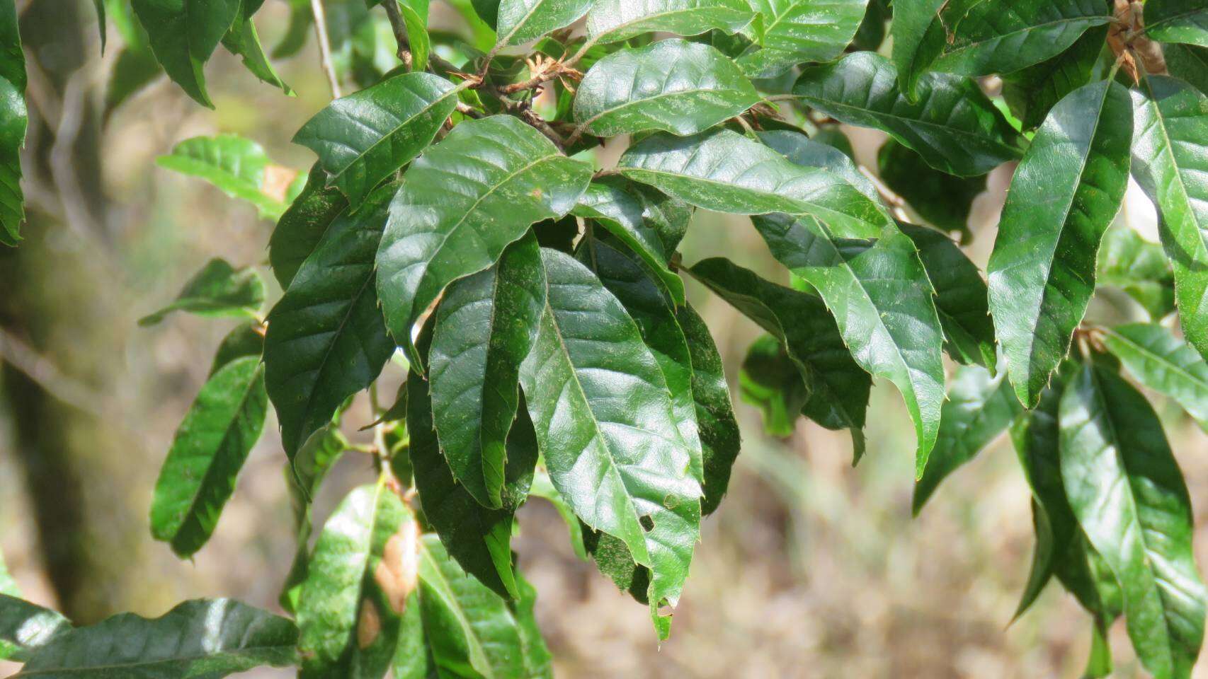 Image of Quercus spinosa subsp. miyabei (Hayata) A. Camus