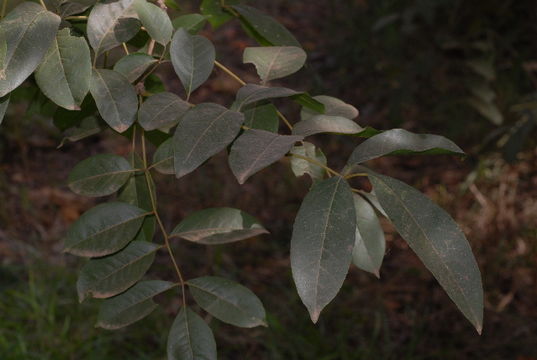 Image of Stereospermum