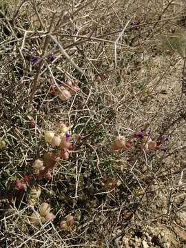 Imagem de Scutellaria mexicana (Torr.) A. J. Paton