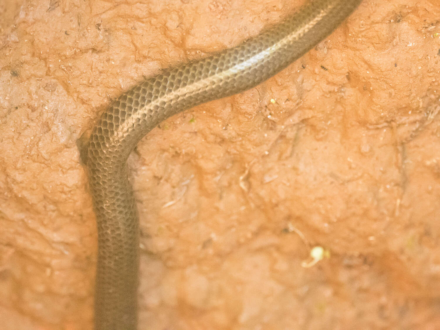 Image of Elliot's Earth Snake