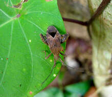 Image of Acanthocoris scabrator (Fabricius 1803)