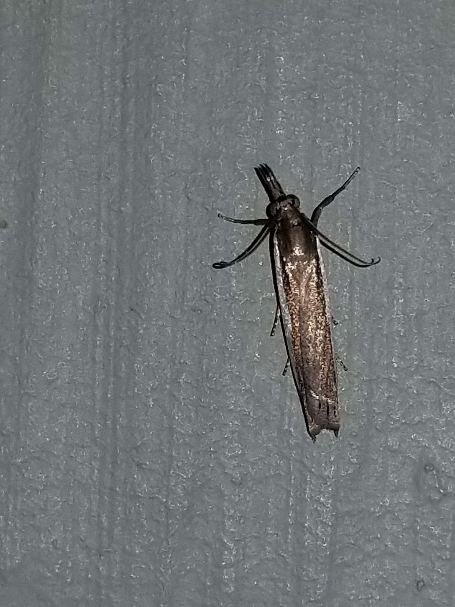 Image of Large-striped Grass-veneer Moth