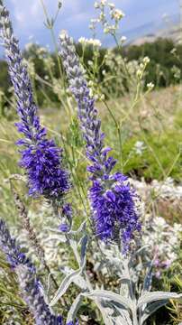 Image of spiked speedwell