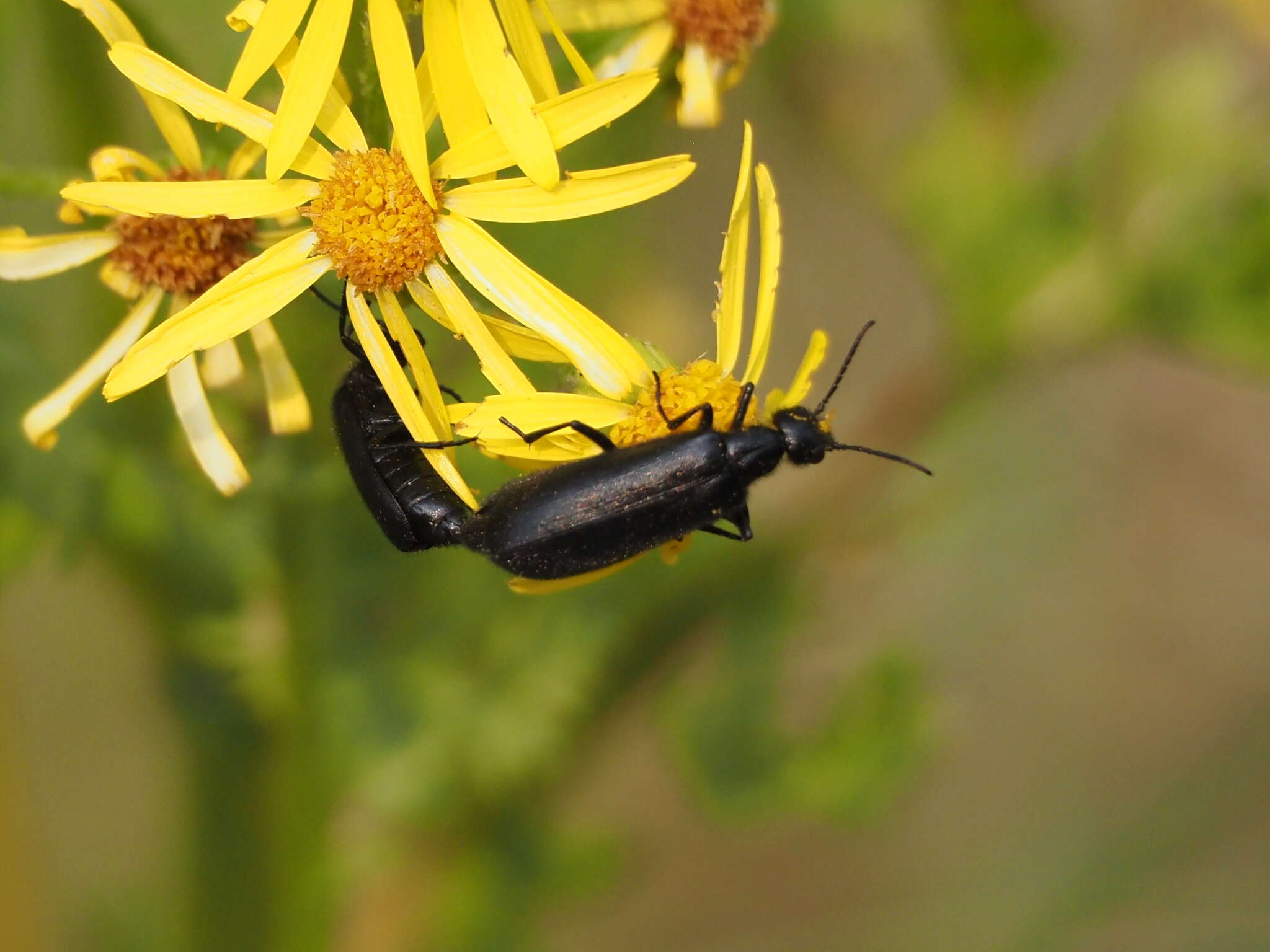 Image of Punctate Blister Beetle