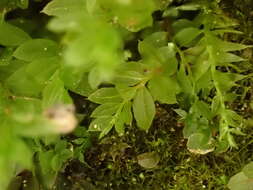 Image of stellar calcareous moss