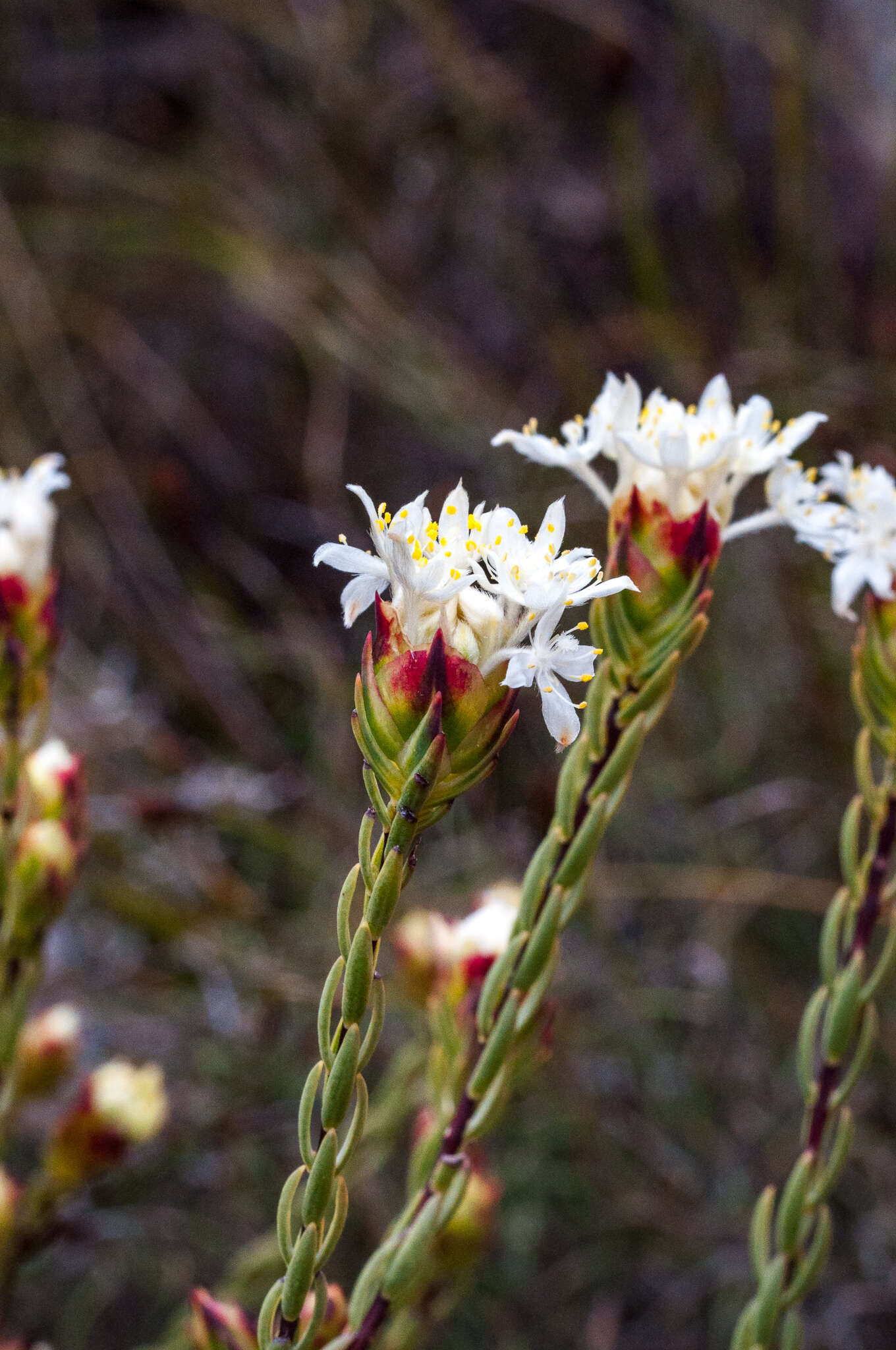 Image of Lachnaea naviculifolia Compton