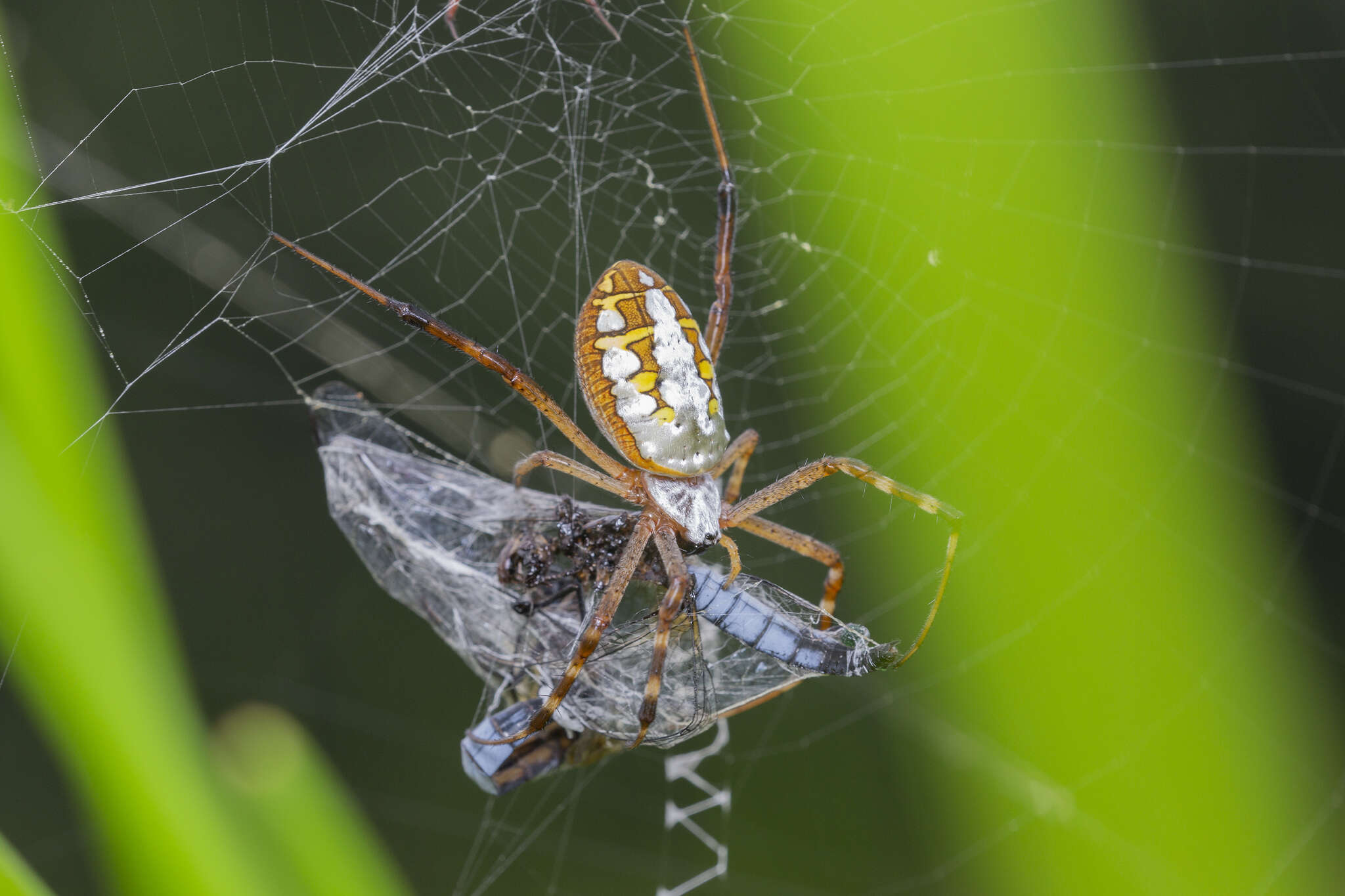 Image of Argiope catenulata (Doleschall 1859)