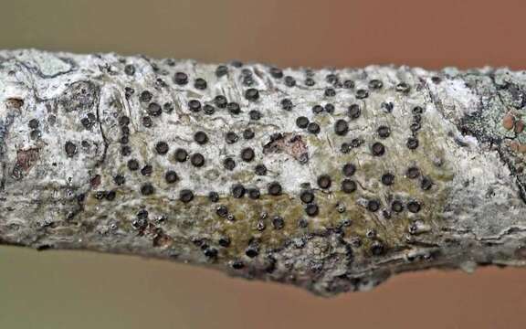 Image of gyrostomum lichen
