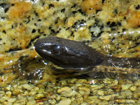 Image of Thamnophis validus celaeno (Cope 1861)