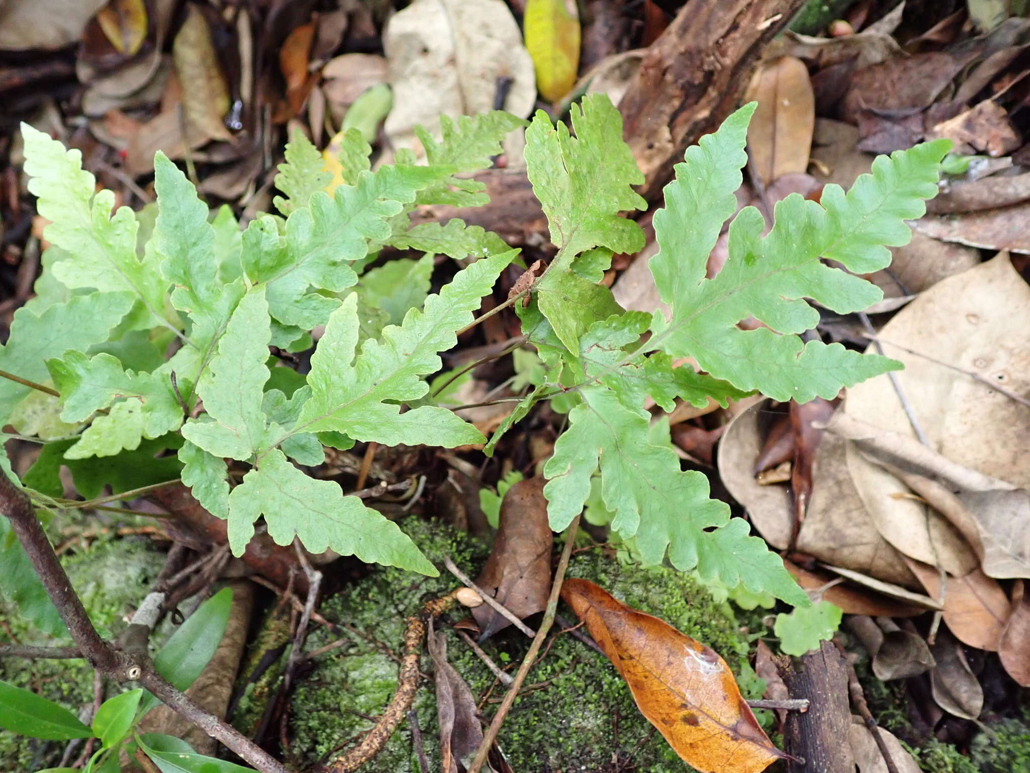 Image of Fringed Halberd Fern