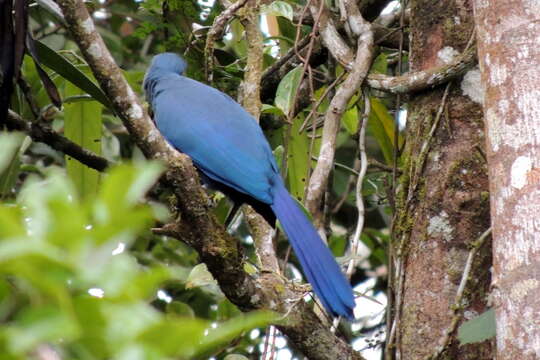 Plancia ëd Coua caerulea (Linnaeus 1766)