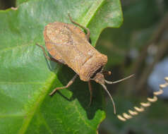 Image of Sethenira uruguayensis Berg 1892