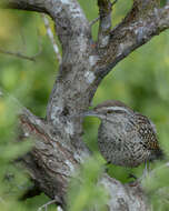 Image of Yucatan Wren