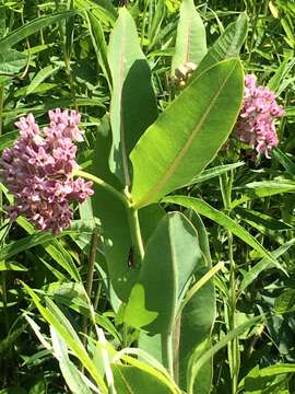 Image of prairie milkweed