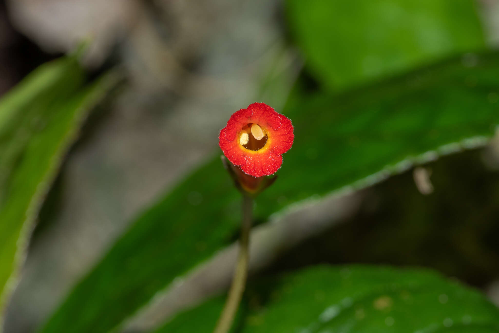 Sivun gesneria kuva