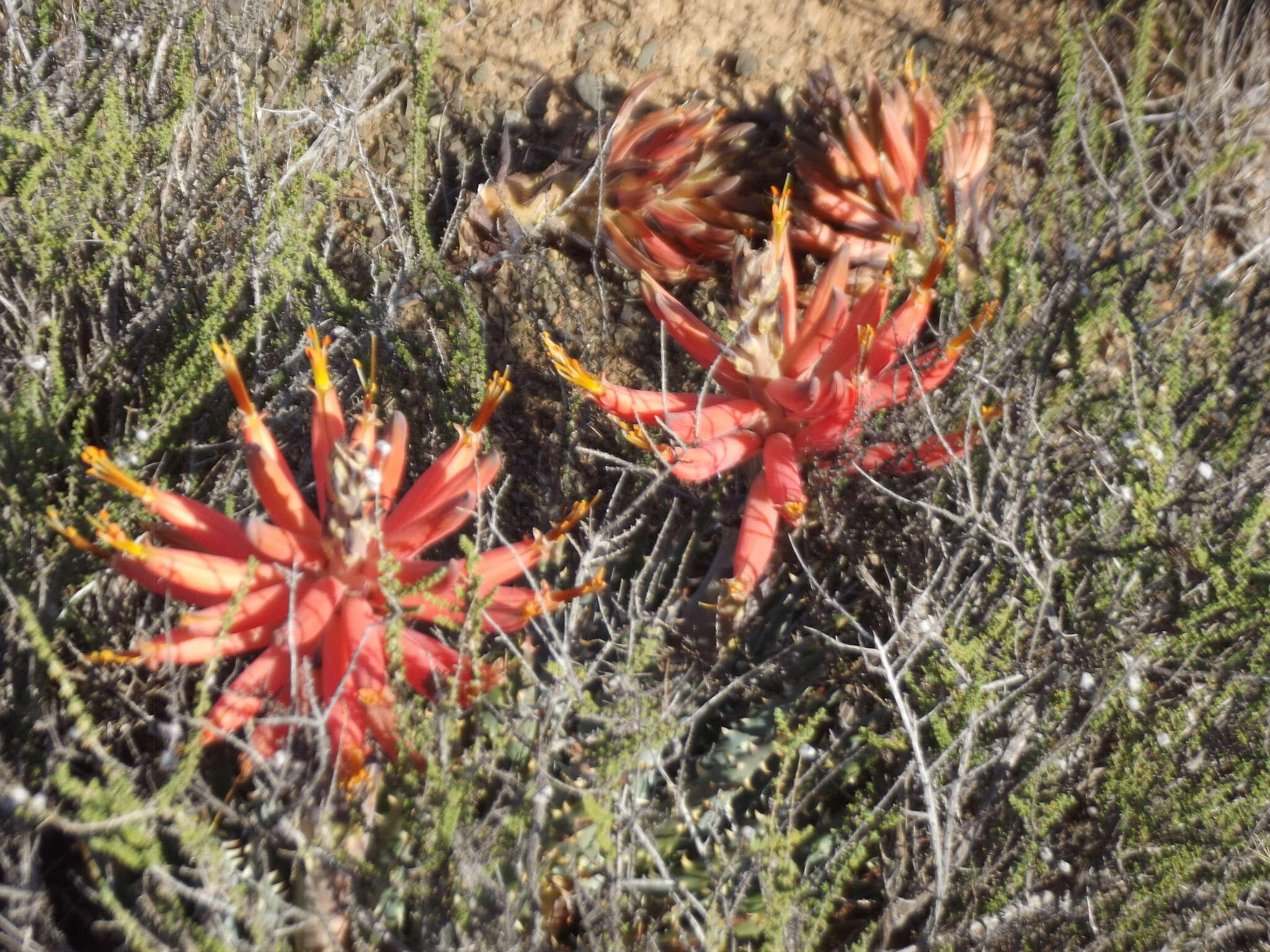 Imagem de Aloe longistyla Baker