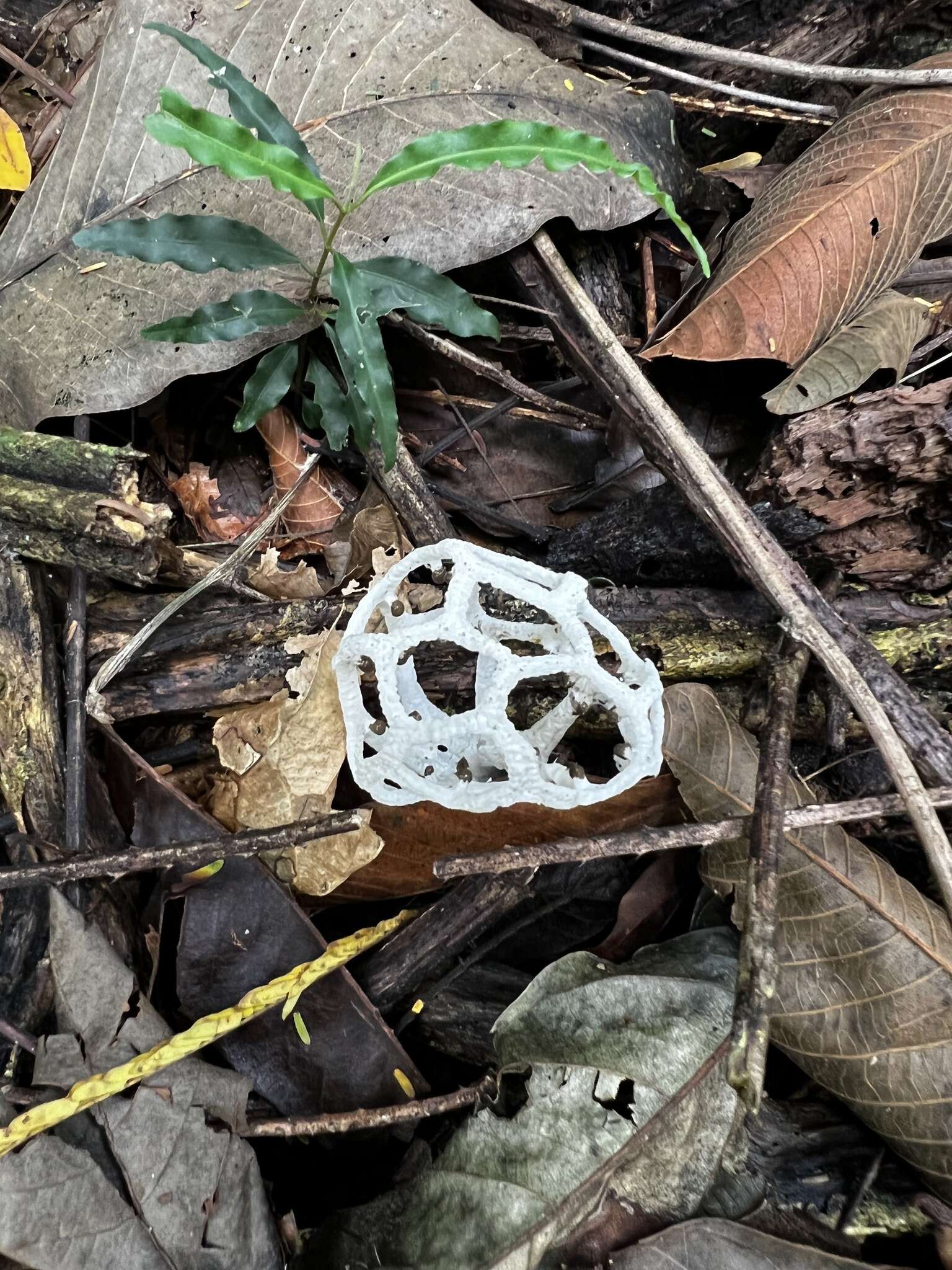 Imagem de Clathrus chrysomycelinus Möller 1895