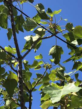 Image of Barbados nut