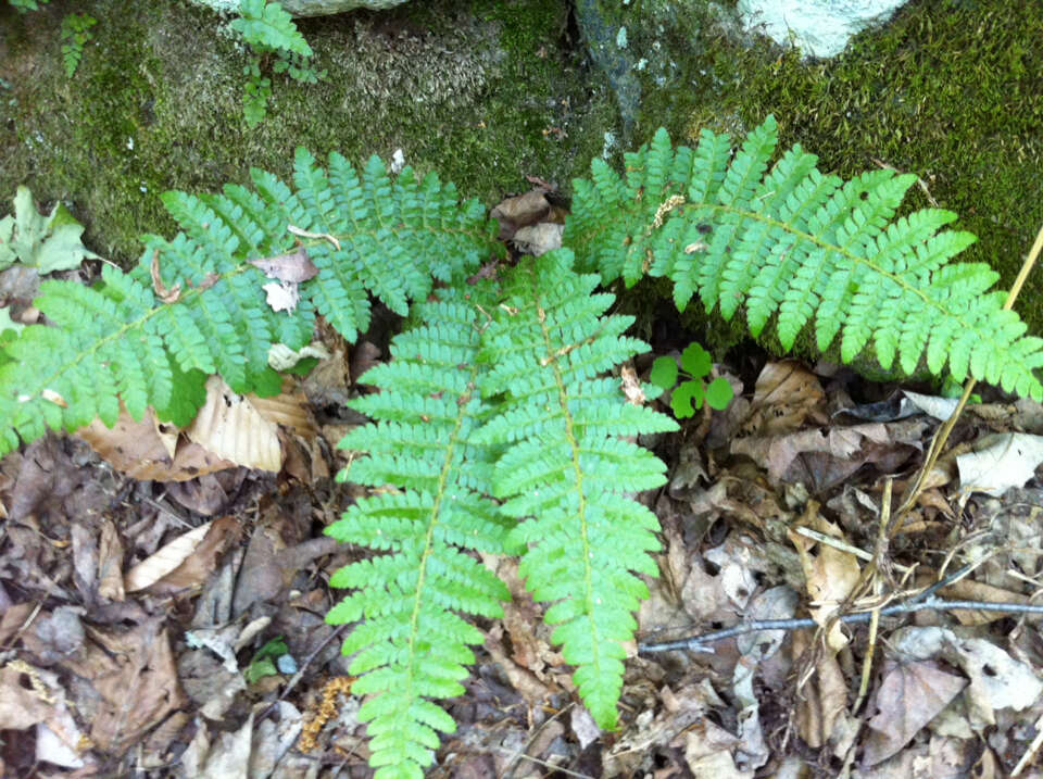 Image of Braun's hollyfern